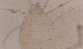 Two-New Arthropod Species Discovered and Named by Birjand University Faculty Member